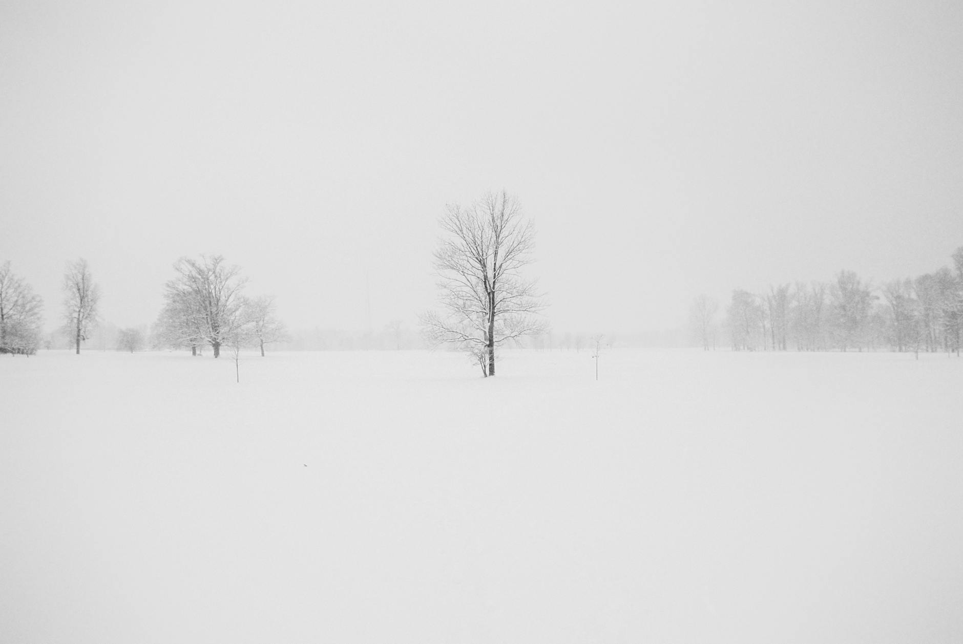 A serene winter landscape featuring snow-covered trees and a snowy field under a foggy sky. A serene winter landscape featuring snow-covered trees and a snowy field under a foggy sky.