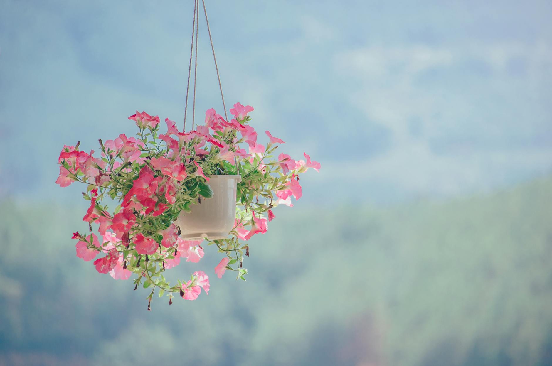 Capture of vibrant pink petunias in a hanging pot against a blurred natural background. Capture of vibrant pink petunias in a hanging pot against a blurred natural background.