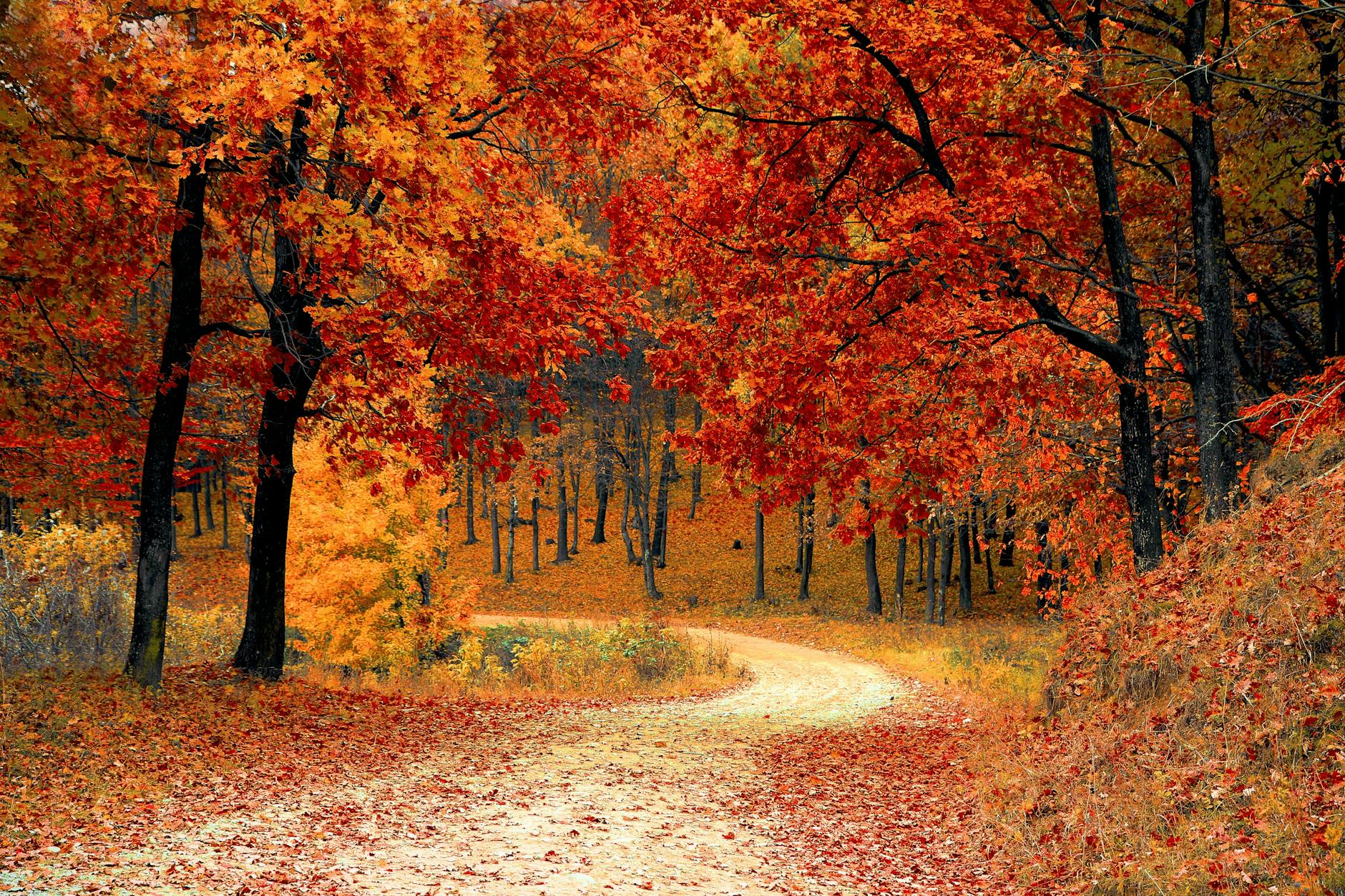 A picturesque autumn scene featuring a winding path through a vibrant forest of red and orange leaves. A picturesque autumn scene featuring a winding path through a vibrant forest of red and orange leaves.