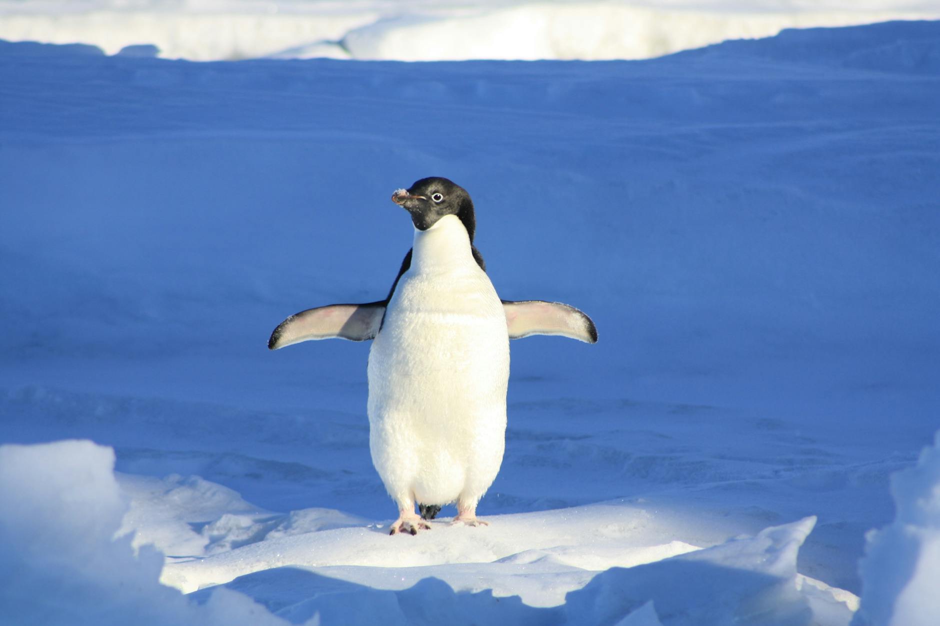 Adélie penguin standing on ice in Antarctica, showcasing its natural winter habitat.