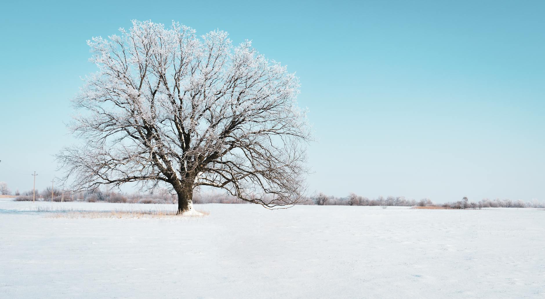 A lone oak tree stands in a snowy field under a clear blue sky, showcasing the beauty of winter. A lone oak tree stands in a snowy field under a clear blue sky, showcasing the beauty of winter.