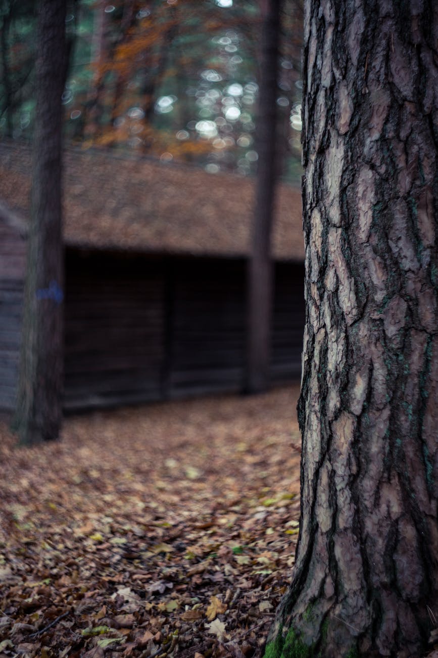 Detailed view of a tree trunk with blurred forest and cabin background, capturing the essence of autumn.