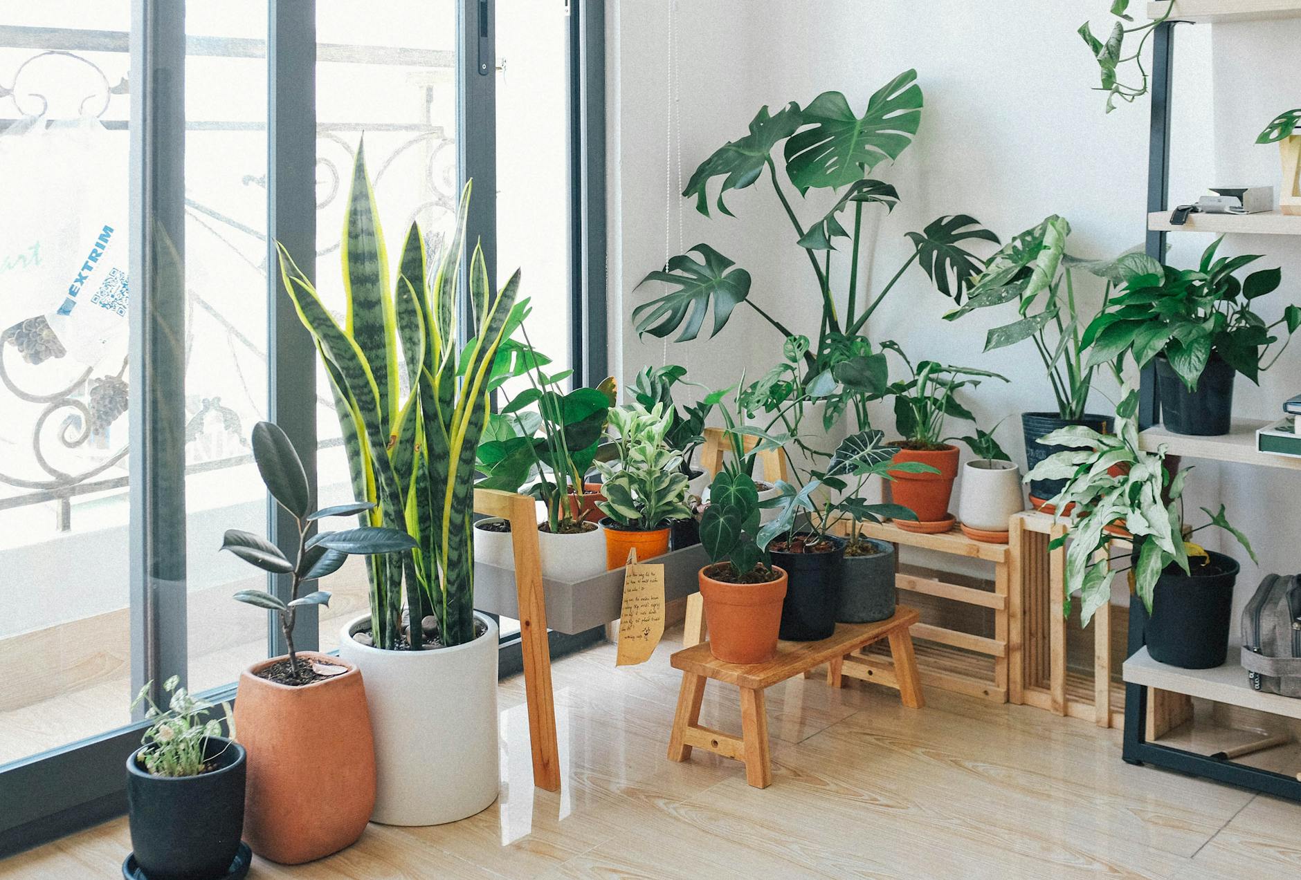 A vibrant collection of indoor plants in a cozy and modern room. A vibrant collection of indoor plants in a cozy and modern room.