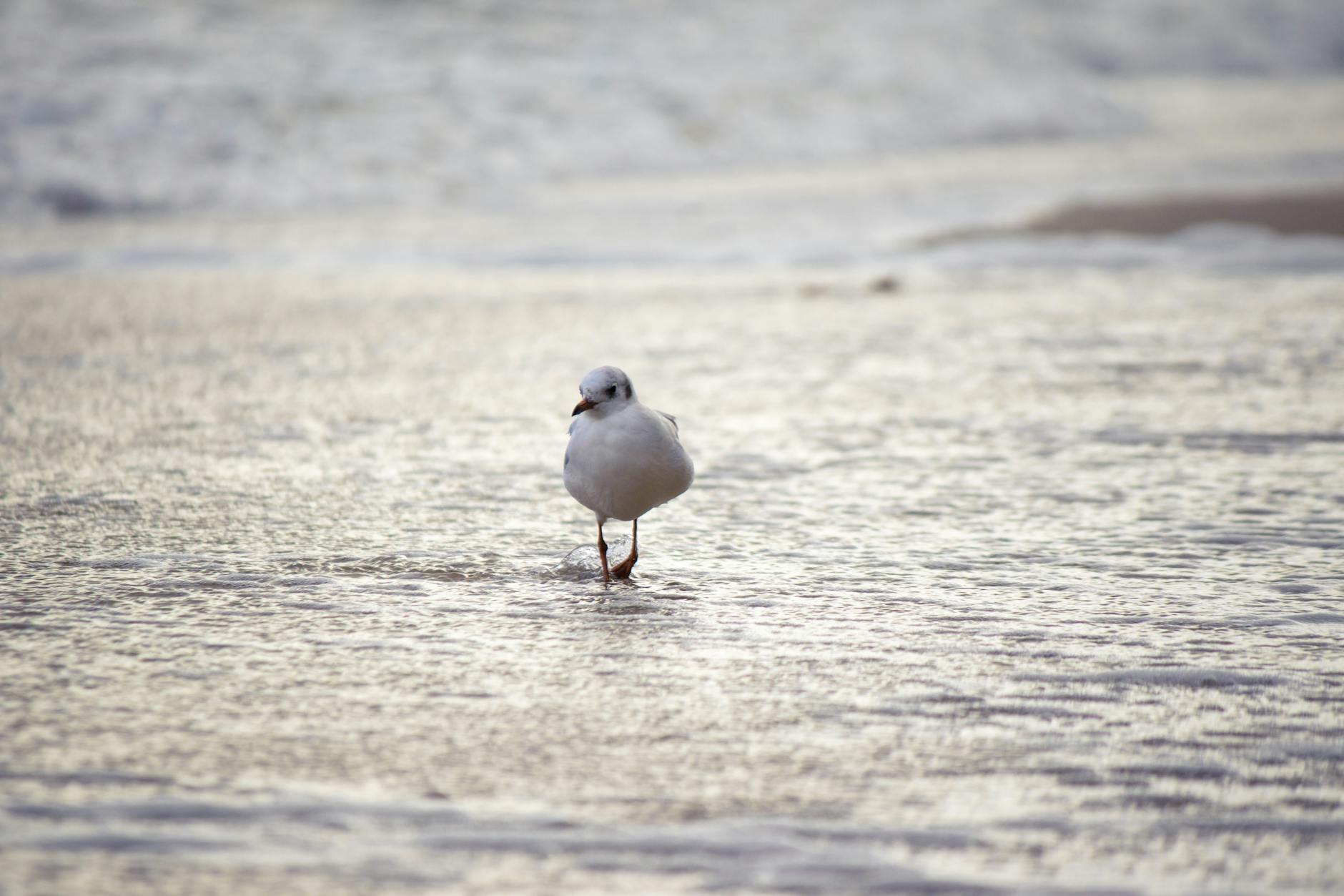 Free stock photo of animal, baltic, beach Free stock photo of animal, baltic, beach