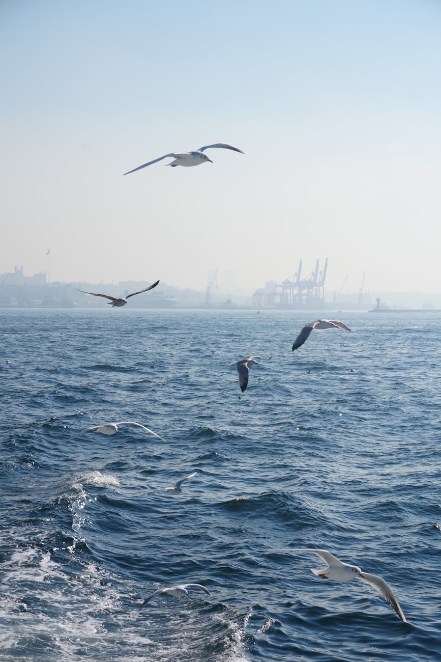 Seagulls fly over the ocean with a distant port skyline under a clear blue sky. Seagulls fly over the ocean with a distant port skyline under a clear blue sky.