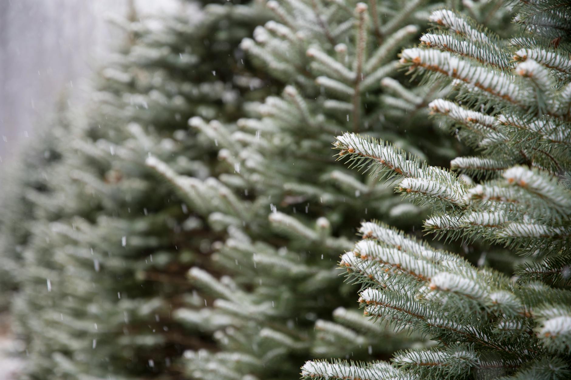 Close-up of snowy conifer branches during winter, capturing the serene beauty of frost and snowflakes.