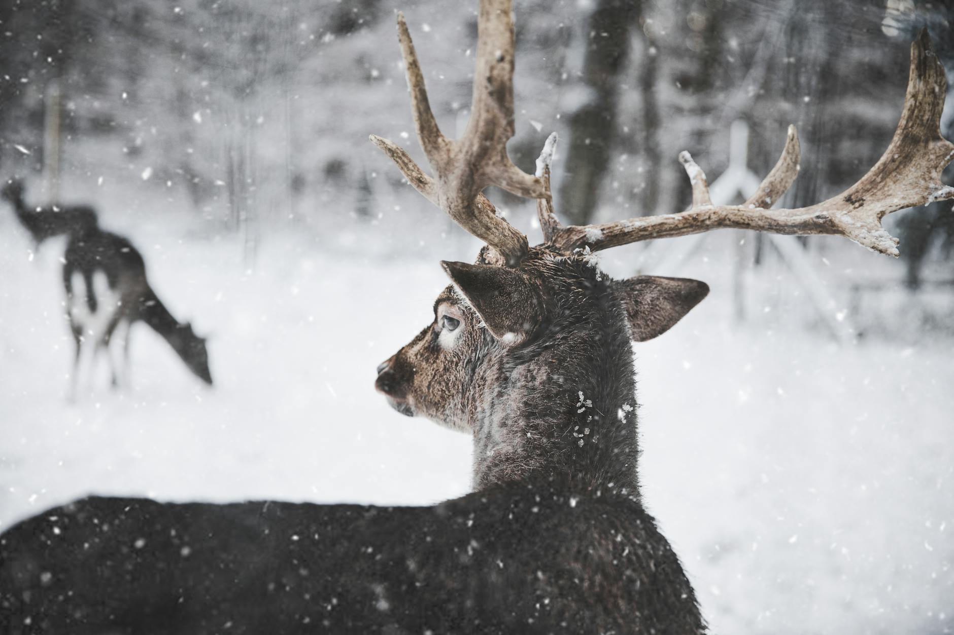 Close-up of a deer with antlers in a snowy forest, capturing the essence of wildlife in winter.