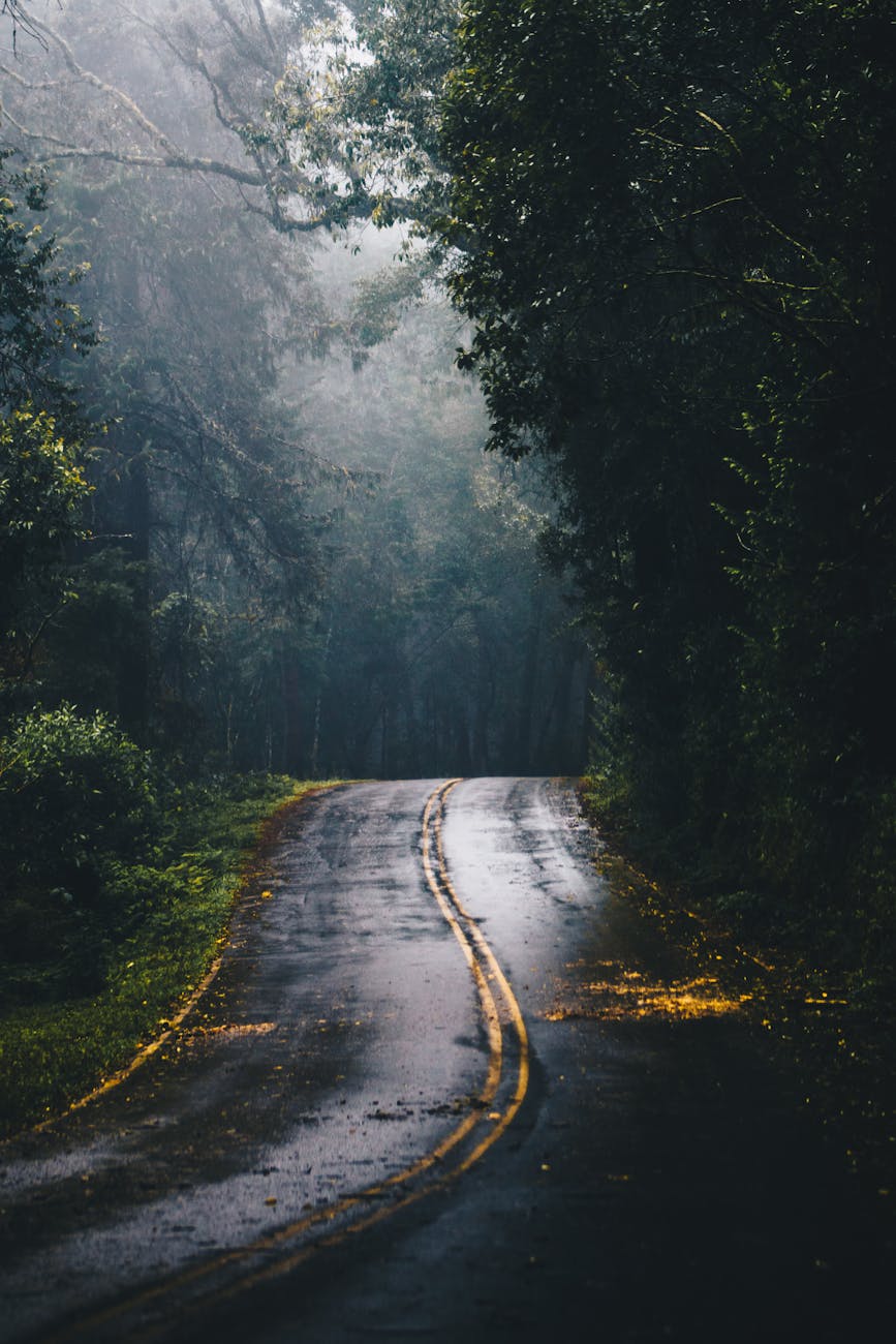 A misty forest road with striking fog and wet asphalt, ideal for scenic journeys. A misty forest road with striking fog and wet asphalt, ideal for scenic journeys.