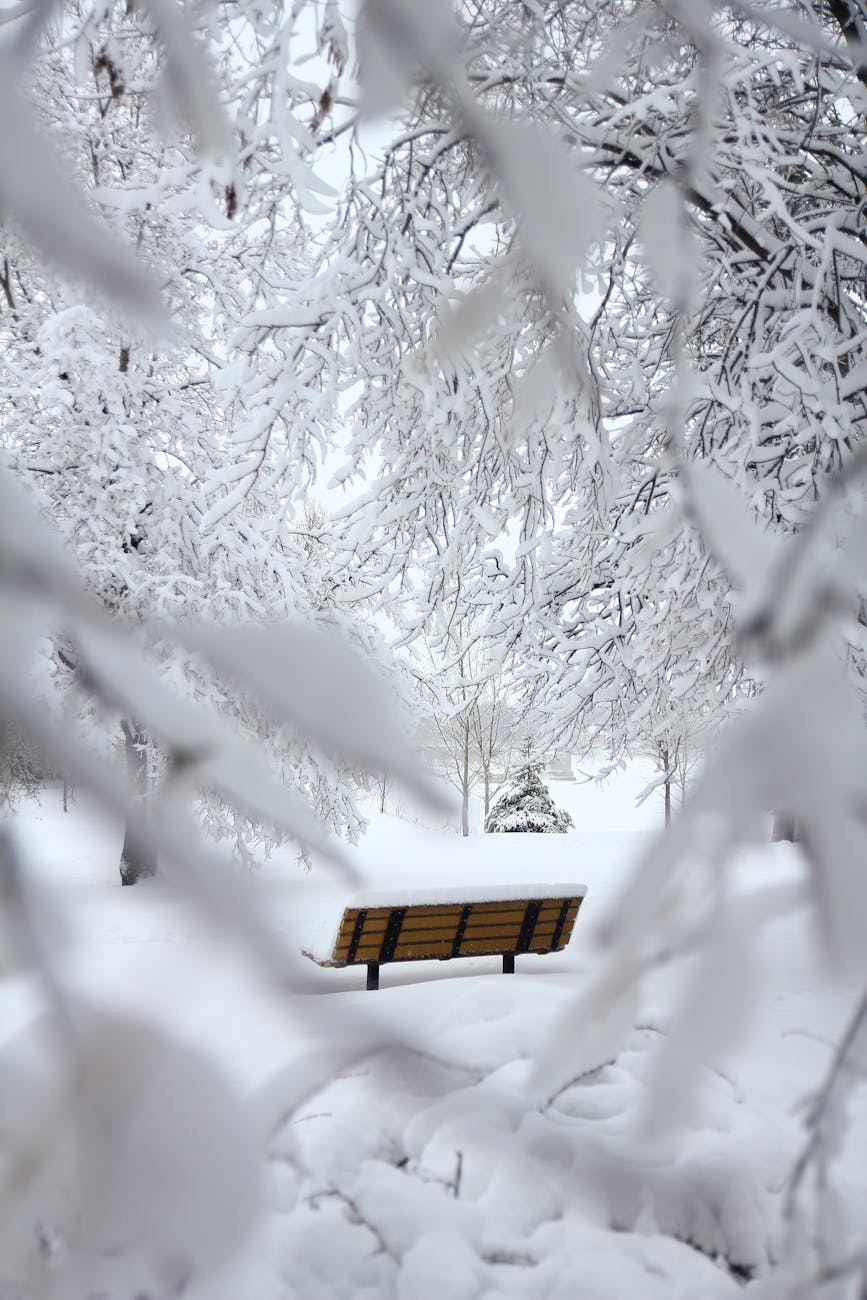 A tranquil winter scene featuring a bench surrounded by snow-covered trees in a serene forest. A tranquil winter scene featuring a bench surrounded by snow-covered trees in a serene forest.
