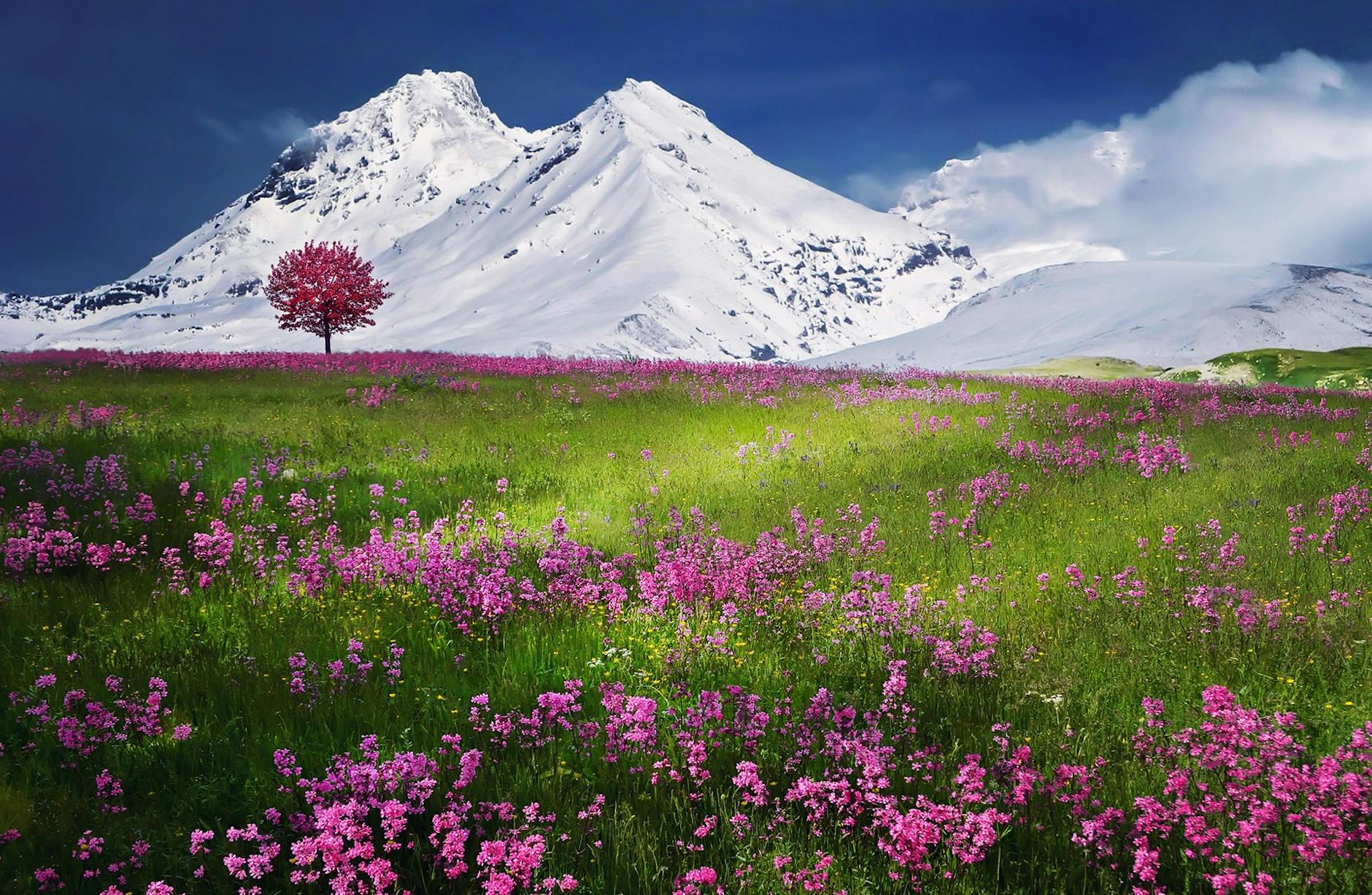 Colorful spring meadow with pink flowers against majestic snowcapped mountains and clear blue sky. Colorful spring meadow with pink flowers against majestic snowcapped mountains and clear blue sky.