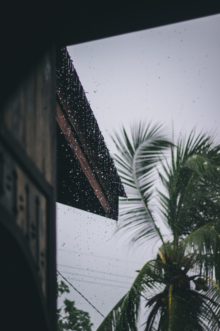 View of coconut palm tree and raindrops through a traditional building, evoking a tropical rainy atmosphere. View of coconut palm tree and raindrops through a traditional building, evoking a tropical rainy atmosphere.