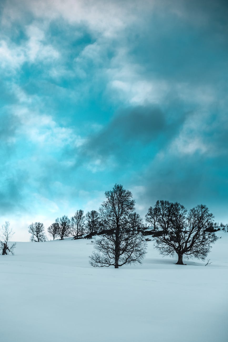 Stunning winter scenery in Troms, Norway capturing snow-covered trees under a dramatic blue sky.