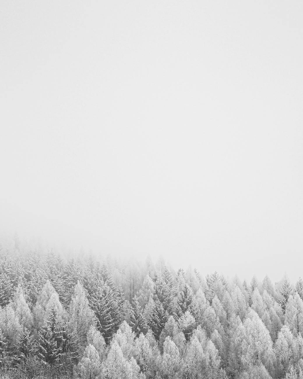 Serene snowy forest in Hradec Králové Region, Czechia. Foggy winter atmosphere.