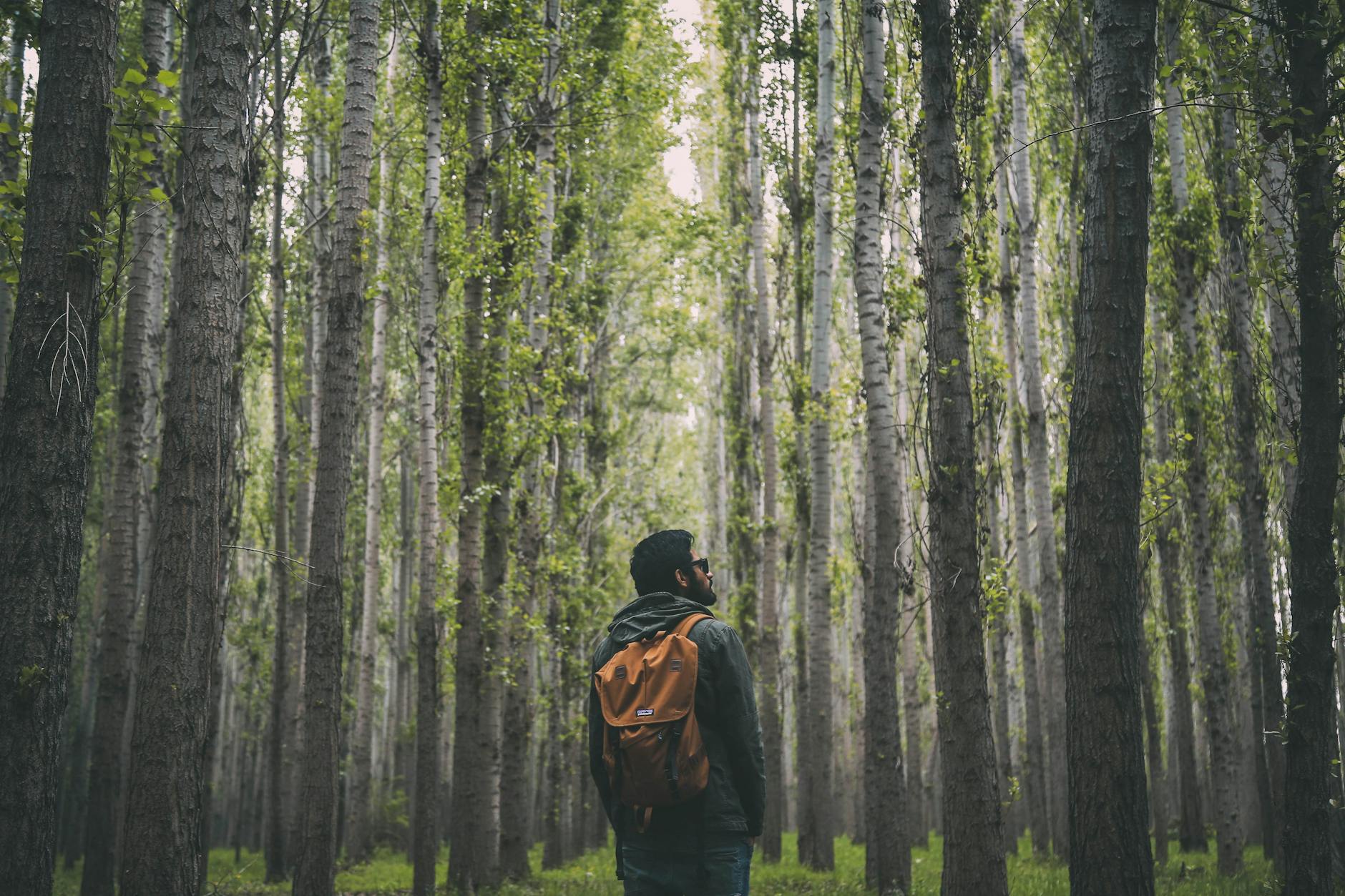 A man with a backpack explores a lush green forest, surrounded by tall trees. A man with a backpack explores a lush green forest, surrounded by tall trees.