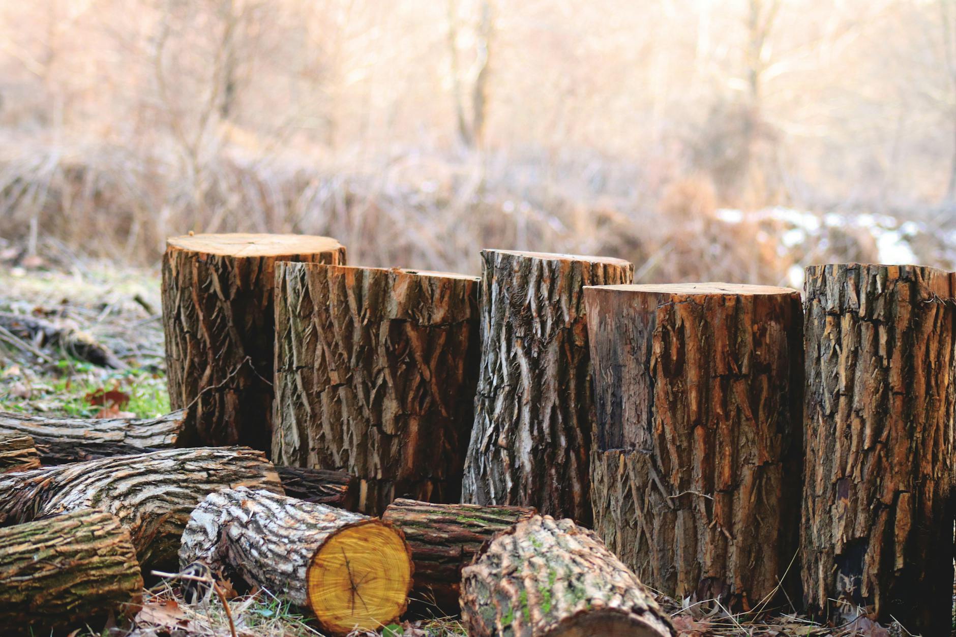 Chopped tree logs stacked in a serene outdoor woodland area, capturing the essence of autumn. Chopped tree logs stacked in a serene outdoor woodland area, capturing the essence of autumn.